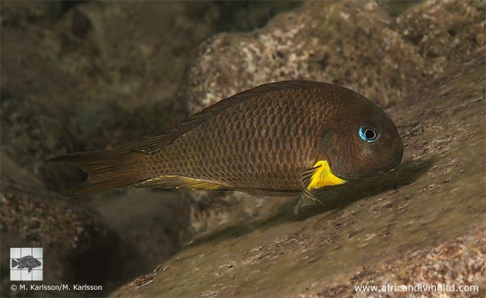 Tropheus sp. 'crescentic' Segunga (north)